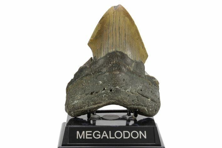 Bargain, Fossil Megalodon Tooth - North Carolina #376929